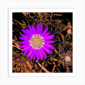 Purple Daisy Art Print