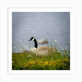 Canadian Geese 25 Art Print