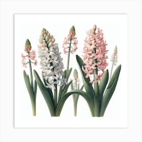 Hyacinths Art Print