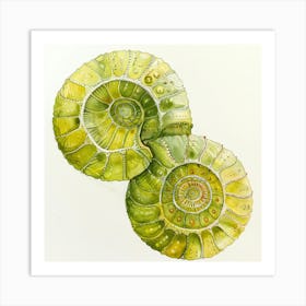 Ammonite Shells Art Print