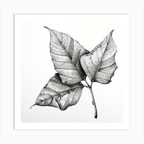 Two Leaves 1 Art Print