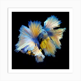 The Betta Twins Fine Art Print Art Print