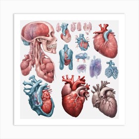 Anatomy Of Human Heart Art Print