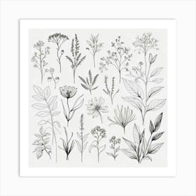 Botanical Drawing 4 Art Print