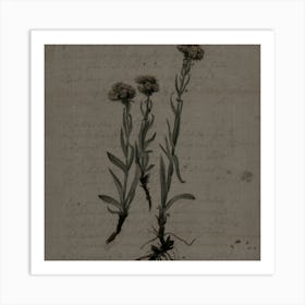 Two Flowers Art Print