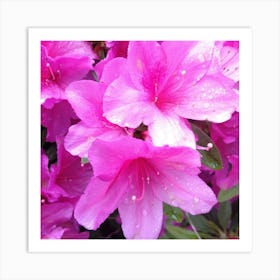 Pink Azaleas 9 Art Print