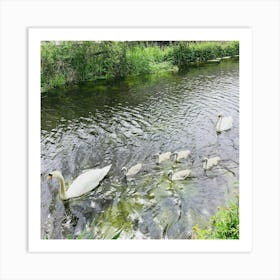 Swan family on the canal Art Print