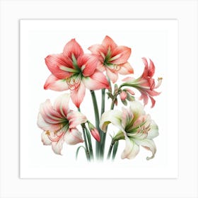 Hippeastrum 3 Art Print