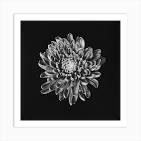 Psycheflower on black chalk artwork Art Print