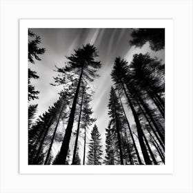 Silhouette Of Pine Trees Art Print