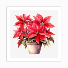 Poinsettia 1 Art Print