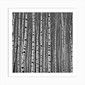 Birch Trees Art Print