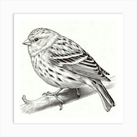 Line Art canary 1 Art Print