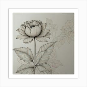 Peony Flower Art Print