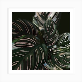 Plant Leaves Art Print