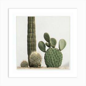 Cactus 13 Art Print