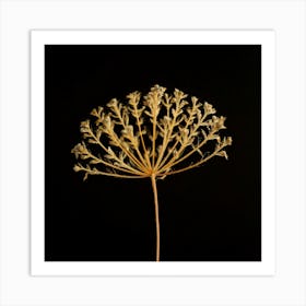 Dried Dandelion Art Print