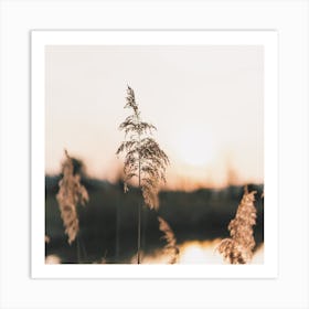 Lake Grass Sunset Square Art Print