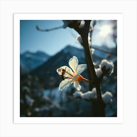 Flower In The Snow Art Print