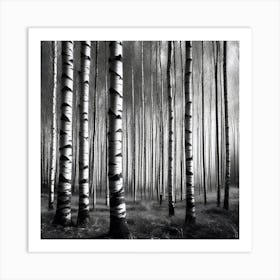 Birch Forest 42 Art Print