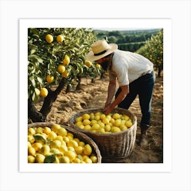 Man Picking Lemons In An Orchard Art Print