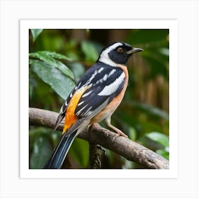 Spotted Pardalote Bird Art Print