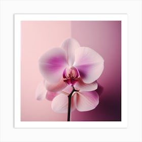 Flower of Orchid 3 Art Print