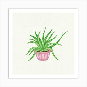 Spider plant Poster