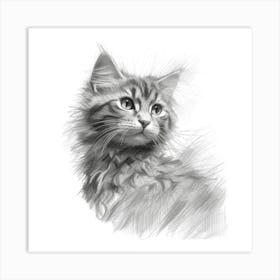 Pencil Drawing Of A Kitten Art Print