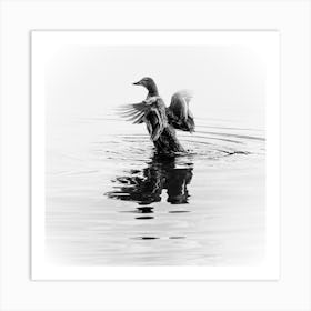 Black And White Duck In The Water With Open Wings. White Art Print