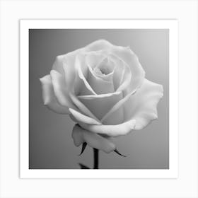 Black And White Rose 2 Art Print