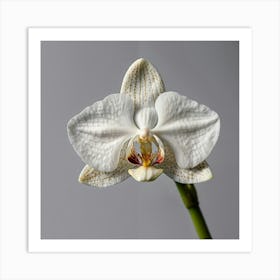 White Orchid Art Print