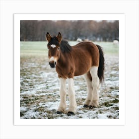 Clydesdale Horse Art Print