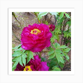 Peony in Japan 26 Art Print