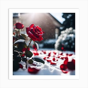 A Red Rose in Winter Sunlight Art Print