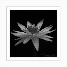 Black And White Lotus Flower Art Print