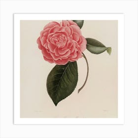 Camellia 3 Art Print