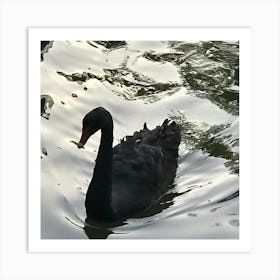 Black Swan Art Print