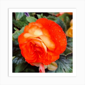 Begonia Wet  Art Print