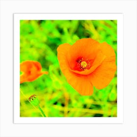 Orange Poppies Art Print