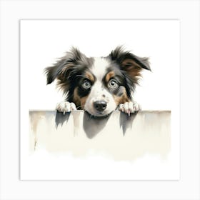 Australian Shepherd 4 Art Print