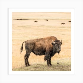 Young Bison Square Art Print
