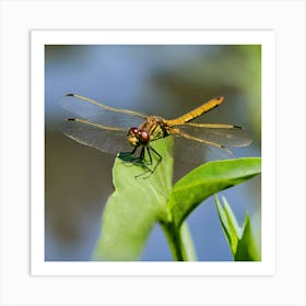 Dragonfly Art Print