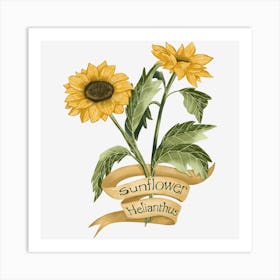 Sunflower botanical art Art Print