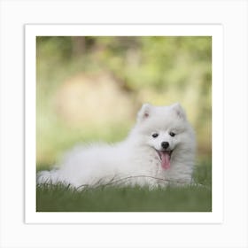 White Eskimo Dog Art Print