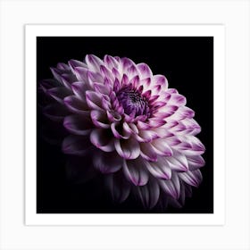 Purple Dahlia Flower on Black Background 1 Art Print