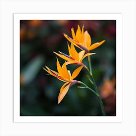 Bird Of Paradise Art Print