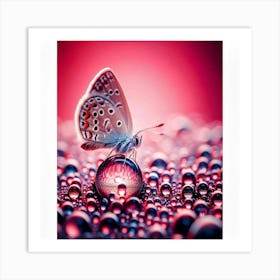 Butterfly On Water Droplets Art Print