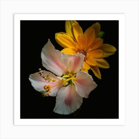 Hibiscus 6 Art Print