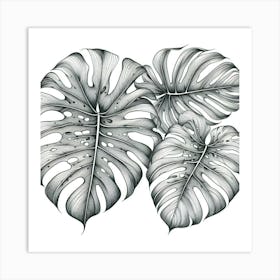 Line Art monstera leaves 2 Art Print